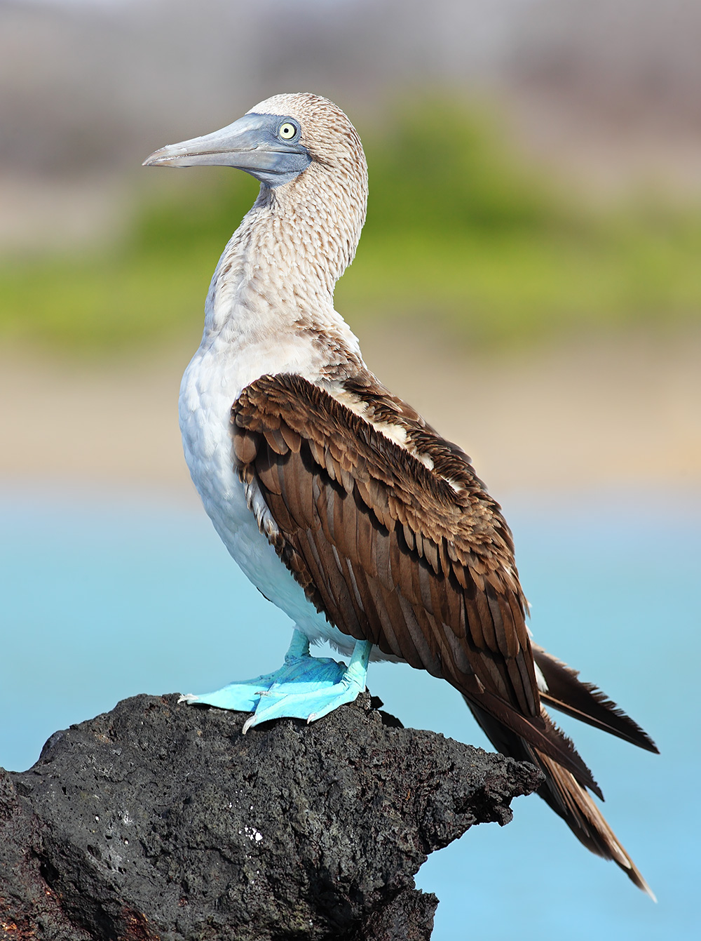 blue footed boobie facts