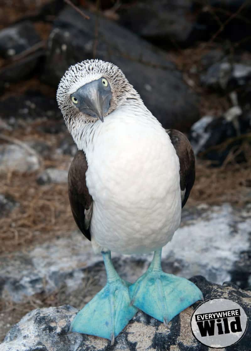 blue footed boobie facts